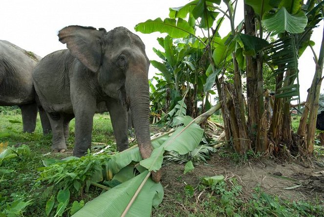 Kína utolsó elefántjai - Filmfotók