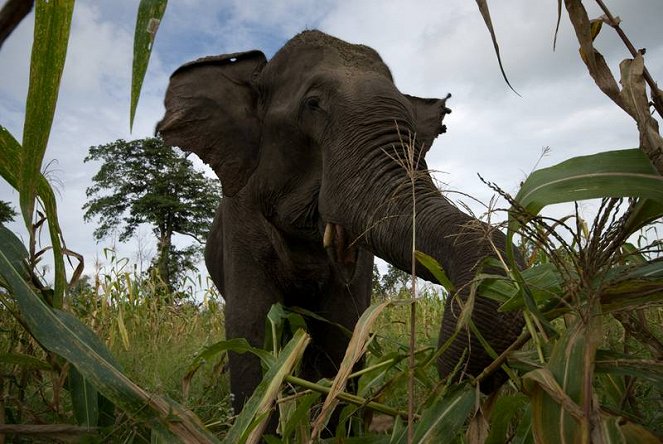 Kína utolsó elefántjai - Filmfotók