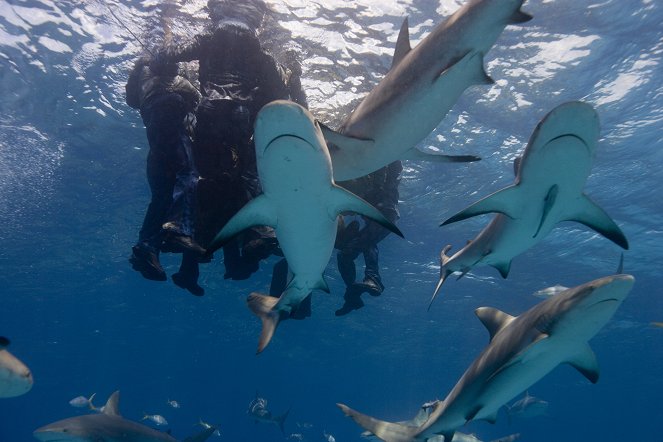 Vůbec nejhorší žraločí útok: moře strachu - Z filmu