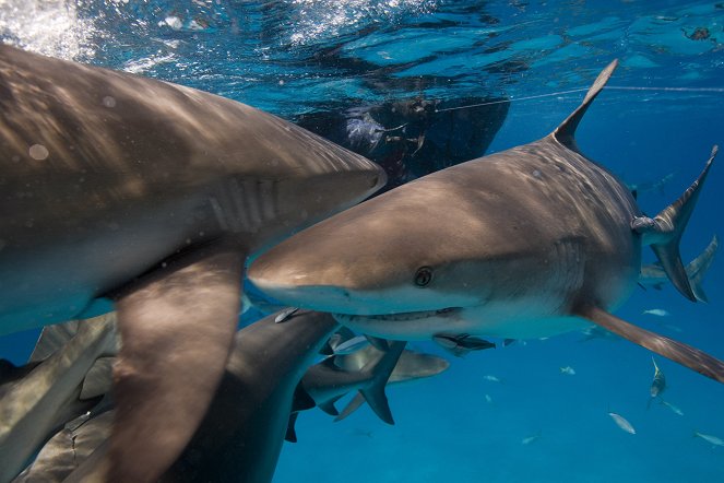 Ocean of Fear: Worst Shark Attack Ever - De la película