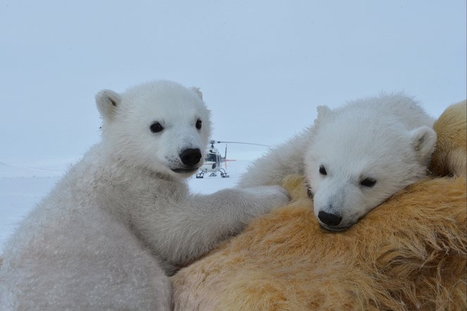 The Polar Bear Family and Me - Van film