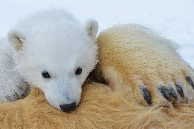 The Polar Bear Family and Me - Photos