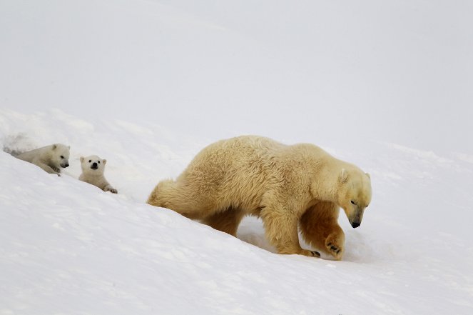 Rodina ledního medvěda a já - Z filmu