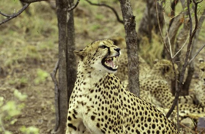 Cheetah: Race to Rule - Van film
