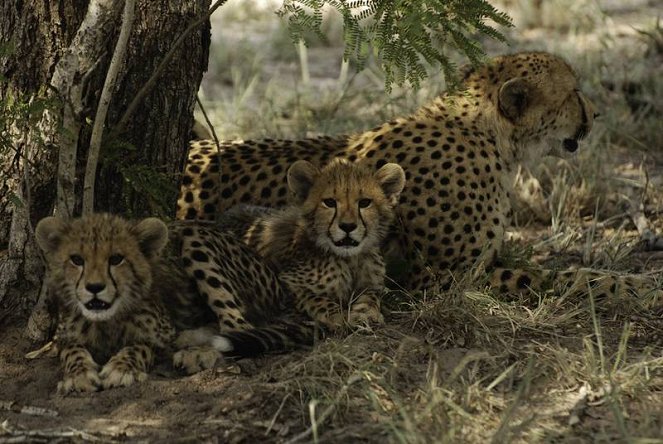 Cheetah: Race to Rule - Van film