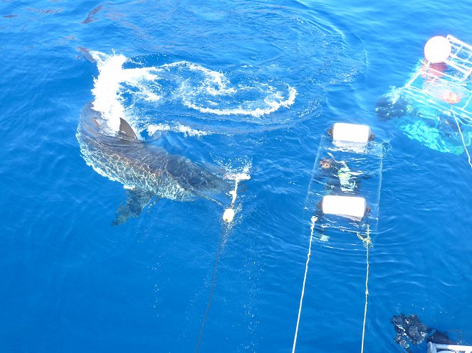 Great White Appetite - Photos