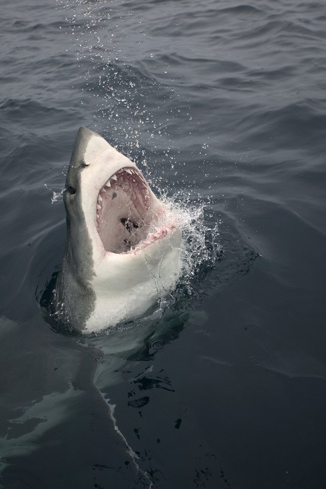 Záhadný lovec z hlubin - Žralok velký bílý - Z filmu
