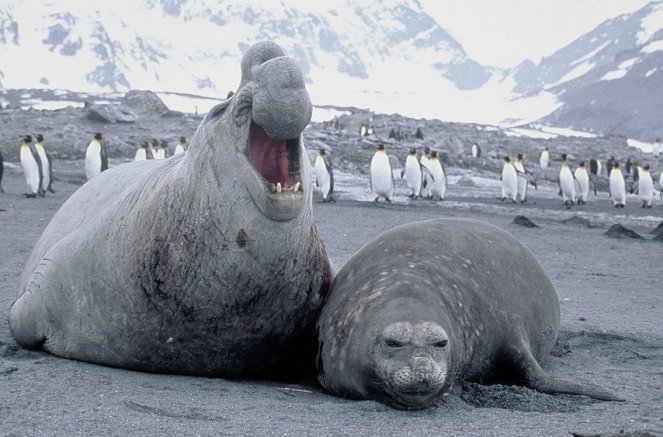 Steve Leonard's Extreme Animals - Kuvat elokuvasta