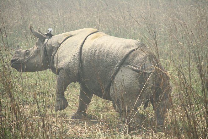 Chasing Rhinos - Van film