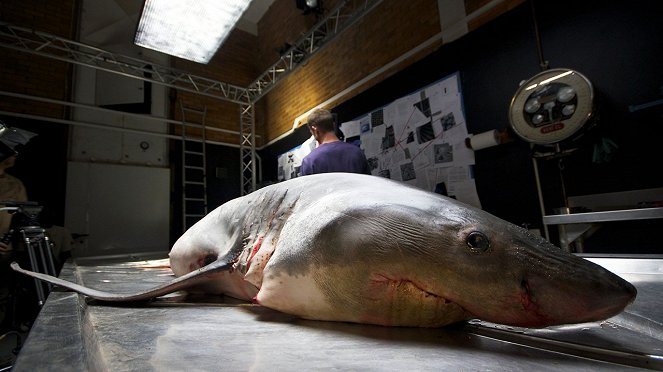 CSI Weißer Hai - Filmfotos