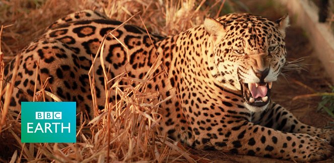 The Natural World - Jaguars: Born Free - Van film