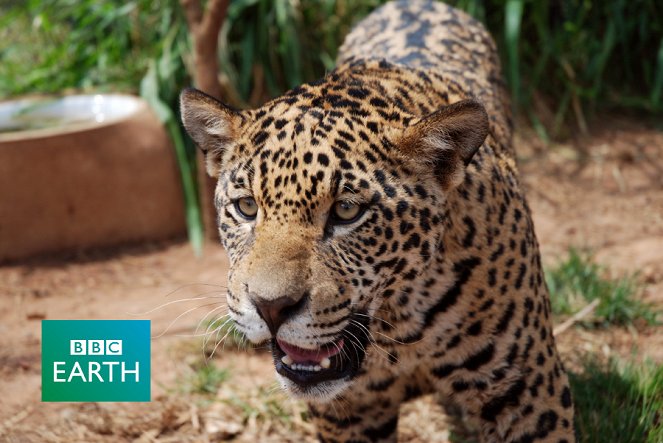 The Natural World - Jaguars: Born Free - Z filmu