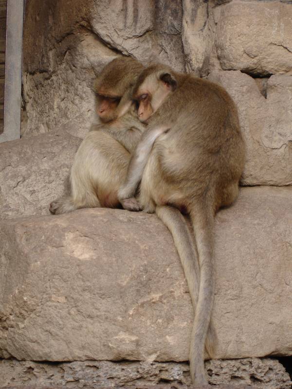 Romeo und Julia - Eine Affenliebe - Filmfotos