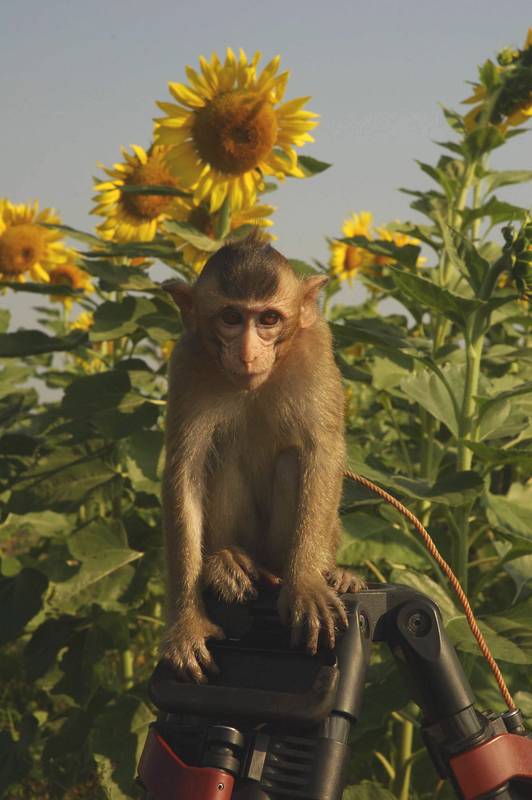 Romeo & Juliet: A Monkey's Tale - Filmfotók