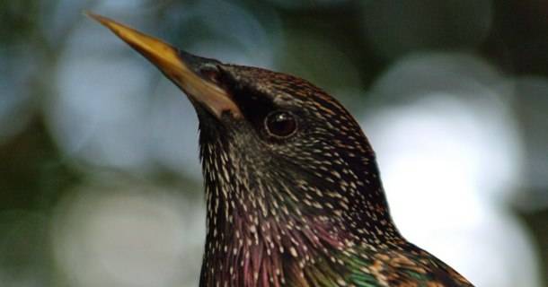 The inner life of Starlings - Photos