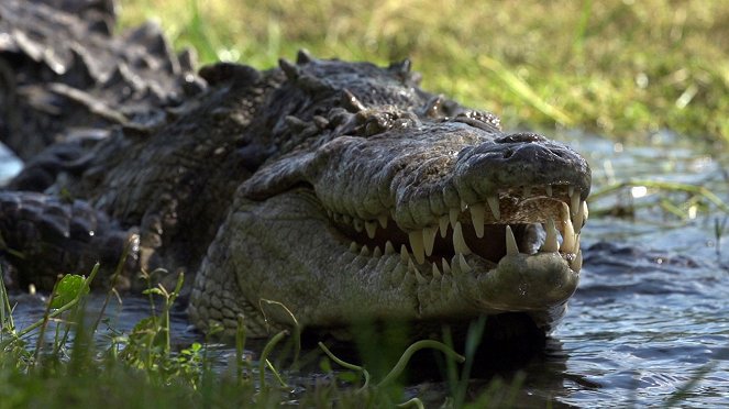 A végzet neve: krokodil - Filmfotók
