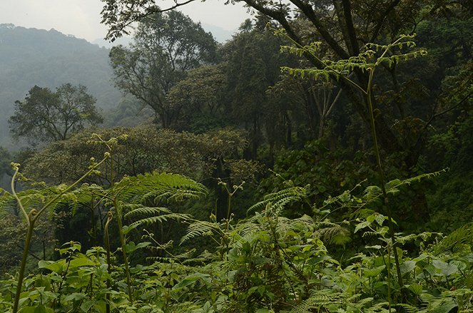 Na cestě - Série 15 - Na cestě po Rwandě - Photos