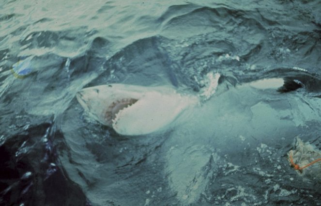 Der weiße Hai - Filmfotos