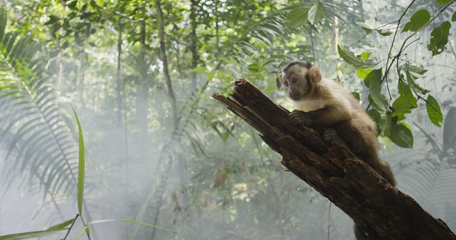 Amazonia. Przygody małpki Sai - Z filmu