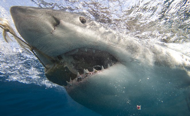 Shark Attack Experiment Live - Photos