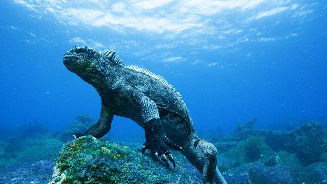 Galapagos: Nature's Wonderland - De la película