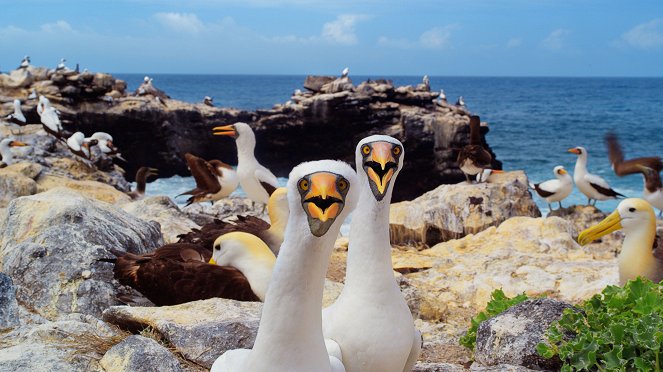 Galapagos: Nature's Wonderland - Z filmu