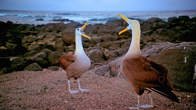 Galapagos: Nature's Wonderland - Van film