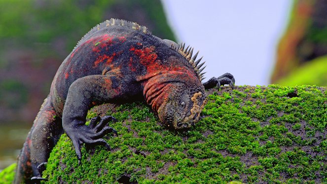 Galapagos: Nature's Wonderland - De la película