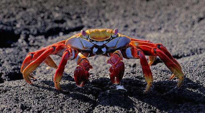 Galapagos: Nature's Wonderland - De la película