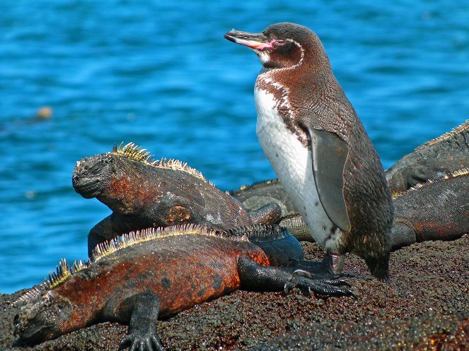 Galapagos: Nature's Wonderland - De la película