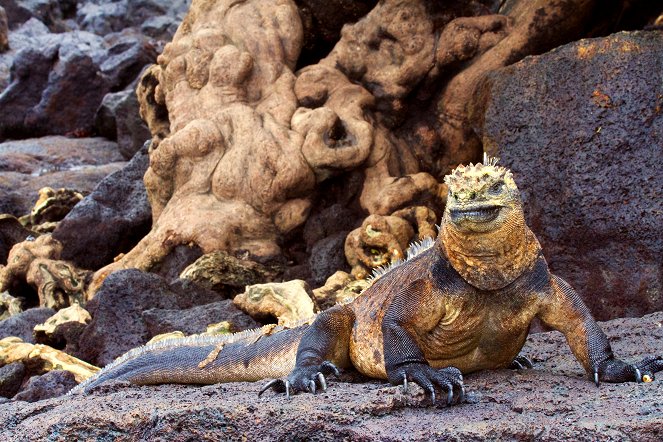 Galapagos: Nature's Wonderland - Van film