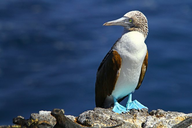 Galapagos: Nature's Wonderland - Van film