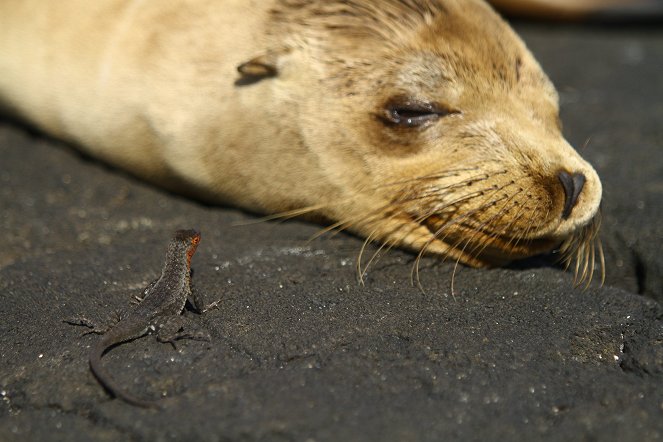 Galapagos: Nature's Wonderland - Van film