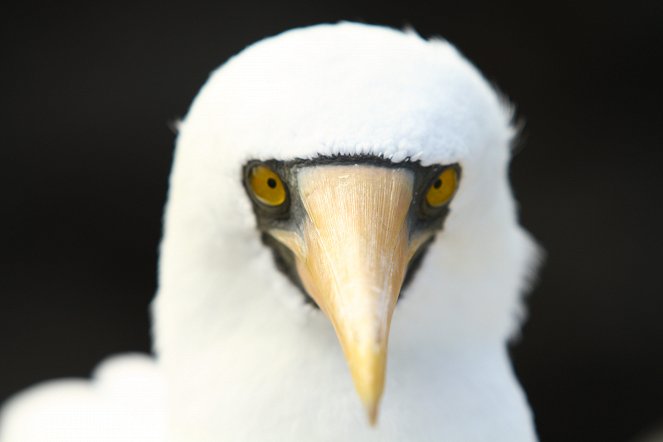 Galapagos: Nature's Wonderland - Filmfotos