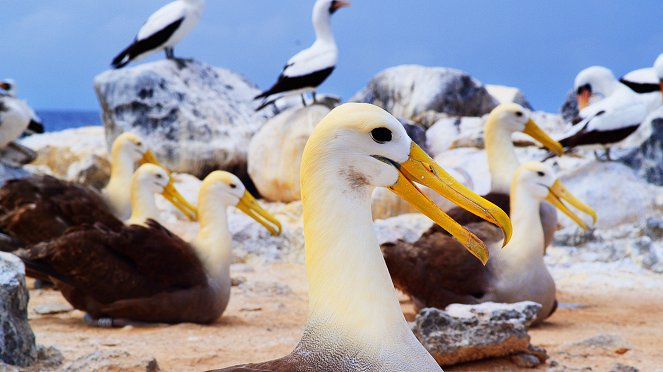 Galapagos: Nature's Wonderland - De la película