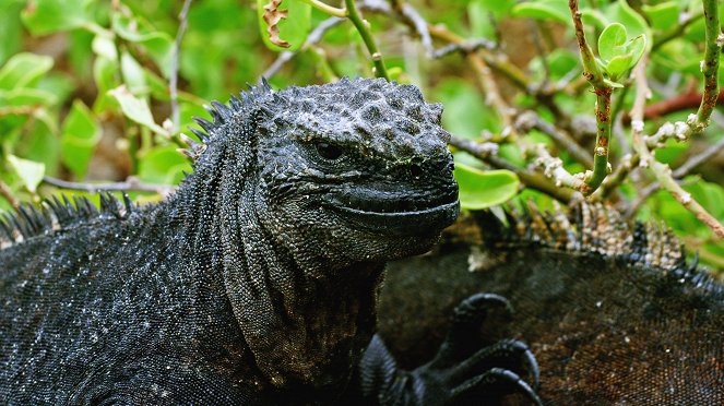 Galapagos: Nature's Wonderland - Filmfotos