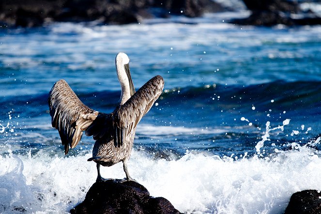 Galapagos: Nature's Wonderland - Van film