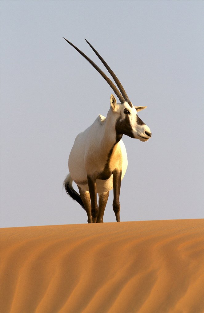 Wild Arabia - Filmfotók