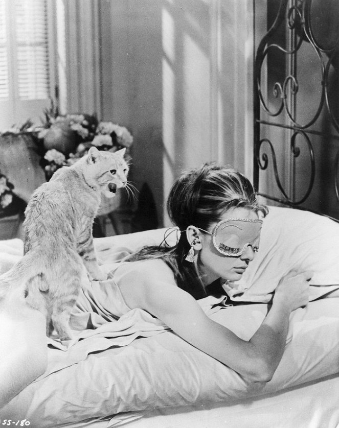 Snídaně u Tiffanyho - Z filmu - kocour Orangey, Audrey Hepburn