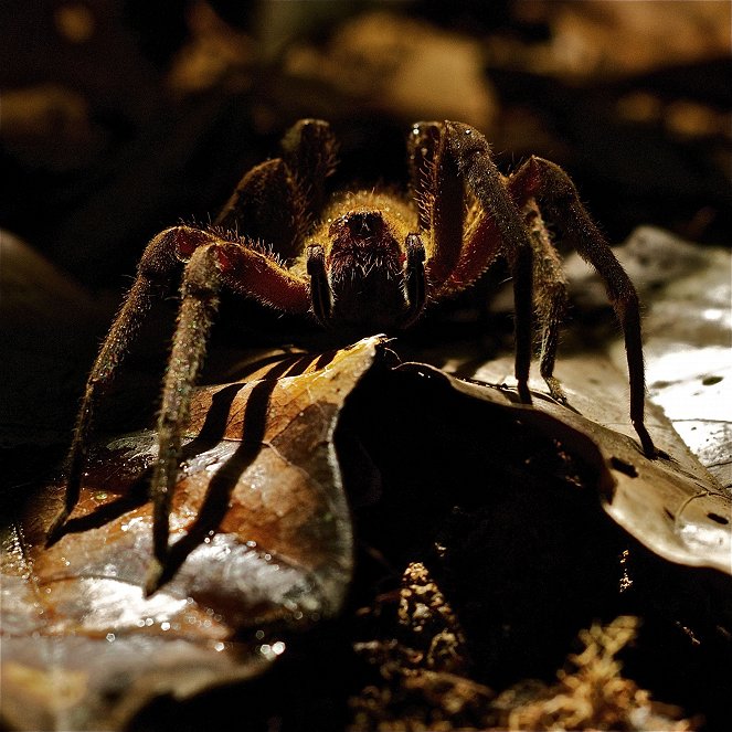 World's Wildest City: Manaus - Photos