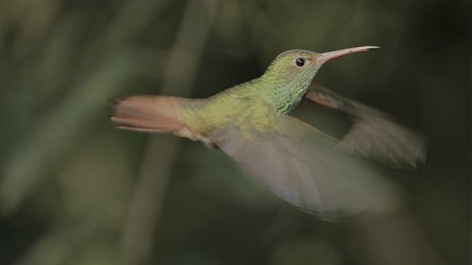 Kolibris - Leben am Limit - Filmfotos