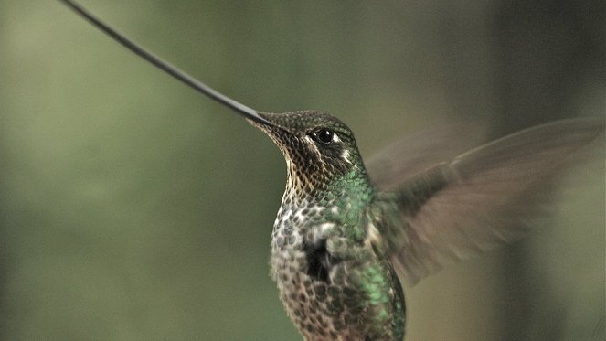 Kolibrik világa - Filmfotók