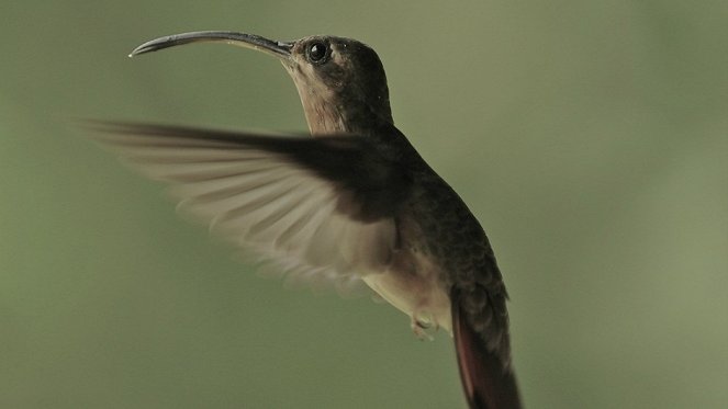 Kolibris - Leben am Limit - Van film
