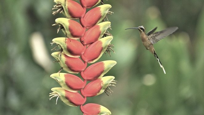 Hummingbirds Jewelled Messengers - Photos