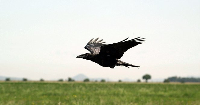 The Seven Ravens - Photos