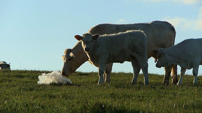 Bovines - Filmfotos