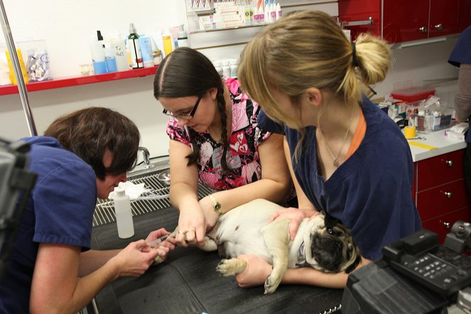 Yukonská veterinářka - Z filmu