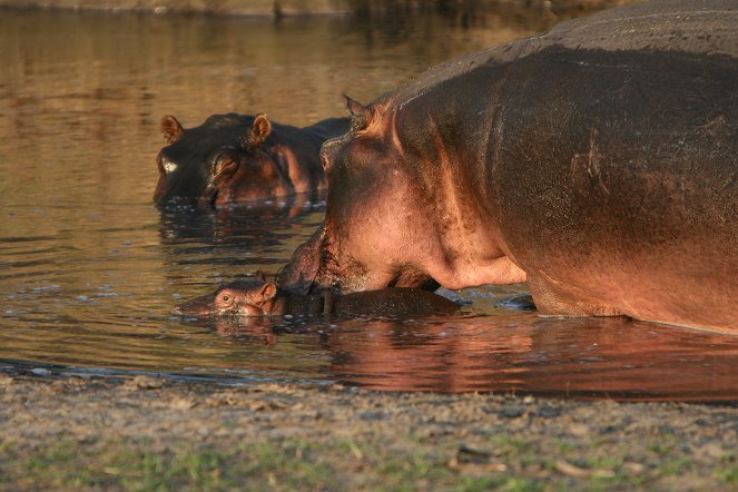 The Hippo Supremacy - De la película