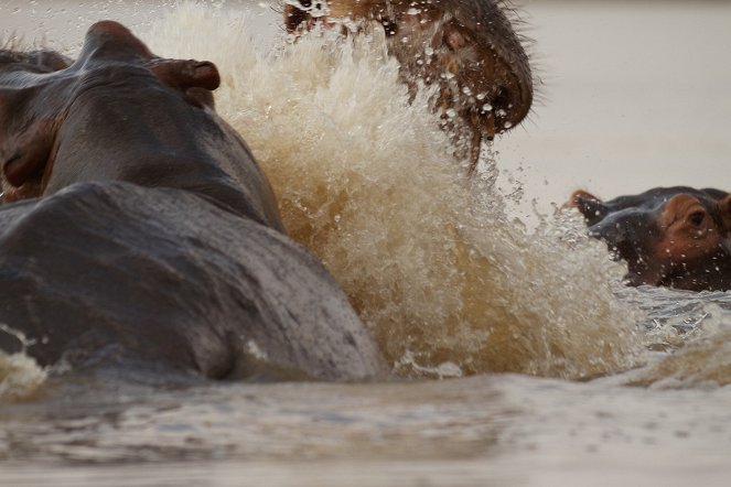 Hippo vs. Croc - De la película