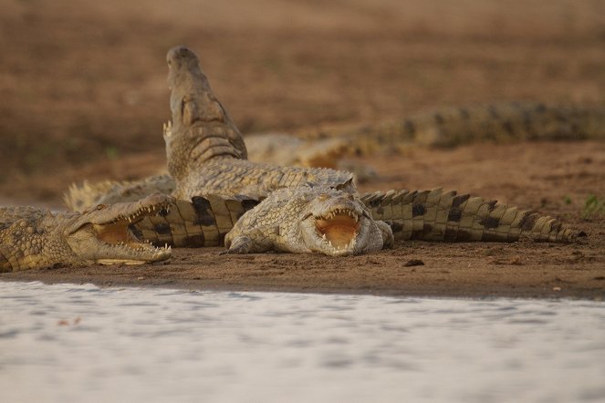 Krokodilok kontra vízilovak - Filmfotók